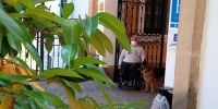 Paradores compra 2.000 camas caninas por 14.000 euros