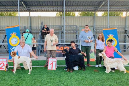 Los perros de muestra sacan pecho en Toledo