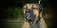Dogo español, cuna del perro de presa europeo