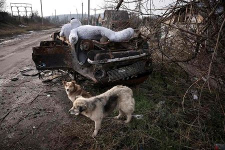 Pequeños, con colores de camuflaje y en manada, así evolucionan los perros por una guerra 