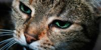 Si mi gato no puede oler tampoco quiere comer