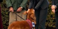 Militares con estrés tendrán perros de ayuda emocional
