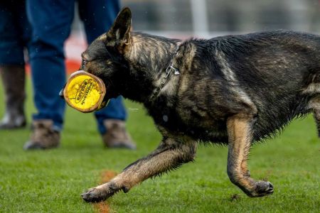 ¿Déficit de obediencia en el pastor alemán?