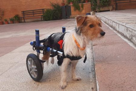 Teo: una nueva vida sobre ruedas
