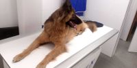 La FDA, la mejor garantía ante un cáncer canino