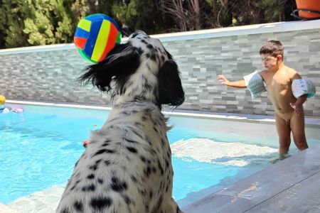 Perro para síndrome Down; a qué distancia puede oír; olor a perro mojado...