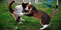 Del amor al odio hay un gato
