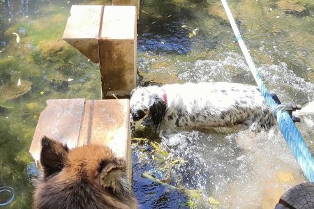 Perro perdido, ¿lo cubre el seguro?; mal aliento; no le gusta el agua