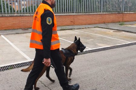 Perros contra grafiteros, éxito garantizado