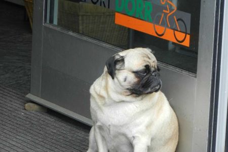 Perder peso no cambia la conducta de los perros obesos