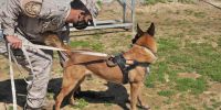 Protección canina en la Armada
