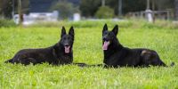Pastor holandés, la competencia del malinois