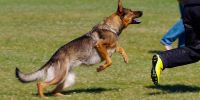 Fobia canina, un trauma que se supera