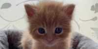 Gatos naranjas: misterio resuelto