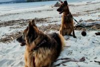 La Federación Española de Deportes de Obediencia Canina: un sueño hecho institución