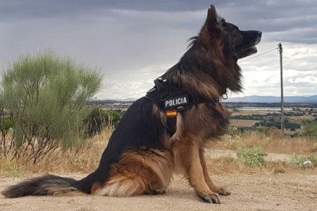 La Policía tiene que llevarse a sus perros por quejas vecinales