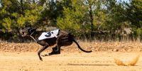 Los galgos vuelan sobre La Mancha
