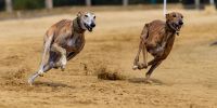 La nobleza del galgo corredor español