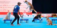 Los perros bailarines