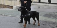 Un cuarto de siglo de seguridad de agentes de cuatro patas