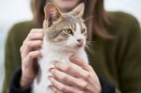 Cuidador de gatos: un negocio en auge