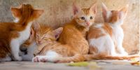 ¿Estás pensando en adoptar un gato?
