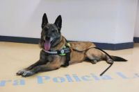 Killa se jubila con placa y medalla honorífica como un policía más