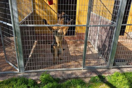El hotel canino de la ‘jet set’: perros de Ronaldo, Kaká, James, Mourinho... entre sus huéspedes ilustres  
