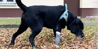 Un alumno inventa prótesis caninas con impresoras 3D