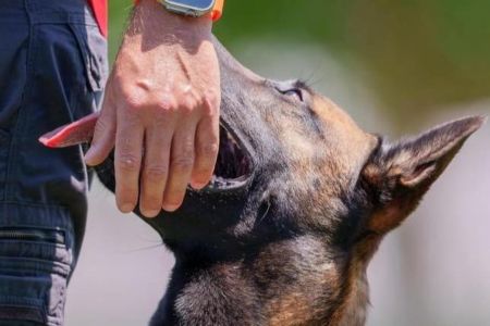 Los 60 binomios más precisos de España luchan por su pase al mundial FCI-IGP 