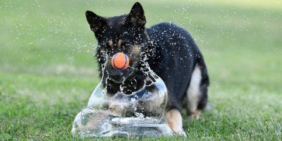 ¿Tienes un perro gruñón? Es más inteligente que los sociables