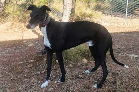 La jubilación de Faruk, el galgo campeón de campeones