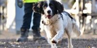 Jac, el perro que detecta cables rotos 