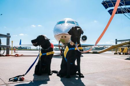 Ita: primera aerolínea civil del mundo que permite perros de 30 kg en cabina