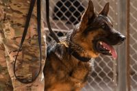 Estados Unidos busca ‘inventos’ para mejorar ‘in situ’ la salud de sus K-9