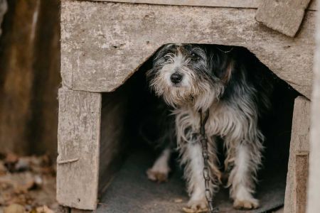 Ni injuria, ni calumnia, no todo vale por los animales