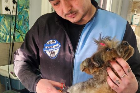 Los peluqueros caninos ya tienen su titulación oficial