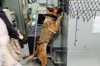 Los perros militares, imbatibles en la detección de drogas