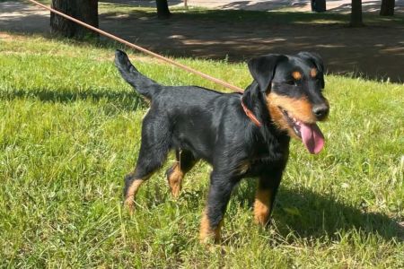 Deutscher jagd terrier, creado solo para la caza