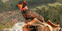¿Necesitan los perros de caza una categoría especial en la nueva ley animal?