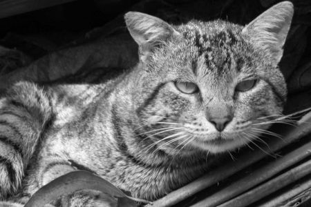 Demencia en gatos, enfermedad silenciosa