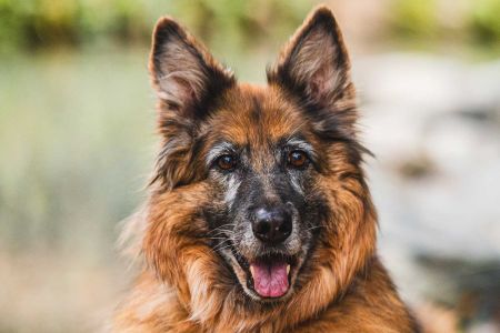 Resolvemos tus dudas: perro de orejas caídas; complemento para sénior; vivir en jaulas...