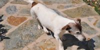 Qué ofrece la esterilización a cada raza