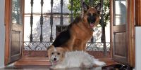 Cómo preparar la desescalada de los perros