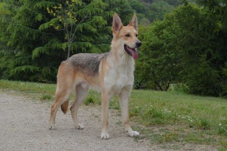 Certificar un can de palleiro; perros e inteligencia artificial; montar criadero de raza...