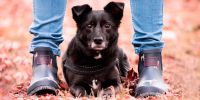 El perro, el mejor amigo  de la mujer (no del hombre)