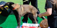 “El deporte canino de mondioring es de todos  y para todos”