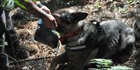 El perro detector