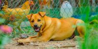 ¿Pueden convivir perros y gallinas sin llevarnos un susto?