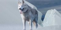 Perros y humanos van juntos desde la Edad del Hielo